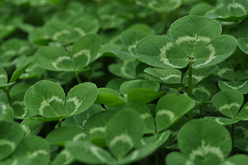 Image showing Clovers