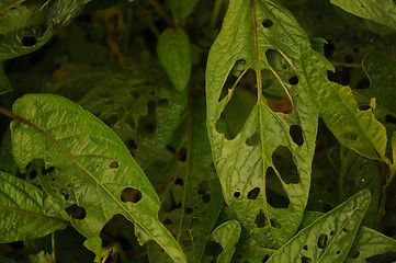 Image showing Texture with larva eated leafs