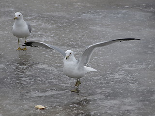 Image showing Seagulls on ice.