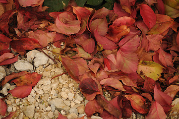 Image showing Autumn Leafs