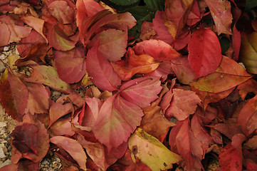 Image showing Autumn Leafs