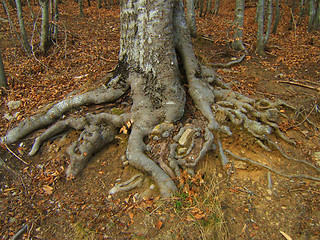 Image showing big roots