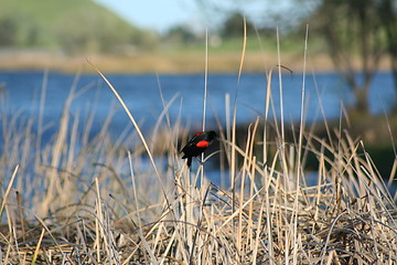 Image showing Small Bird