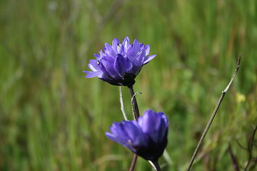 Image showing Purple Wild Flower