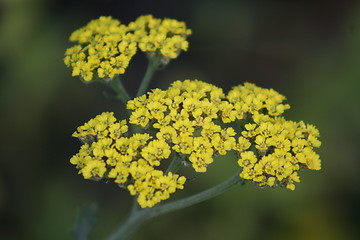 Image showing Yellow Wild Flower