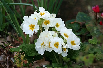 Image showing Primrose Flowers