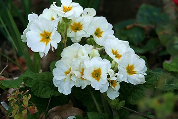 Image showing Primrose Flowers