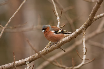 Image showing Chaffinch