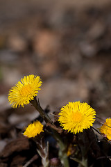 Image showing coltsfoot