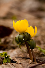 Image showing Winter aconite