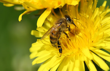 Image showing Bee