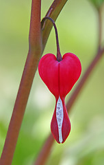 Image showing Bleeding Heart