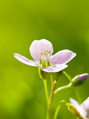 Image showing Cuckoo Flower