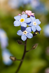 Image showing Forget-me-not