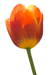 Image showing Red Tulip