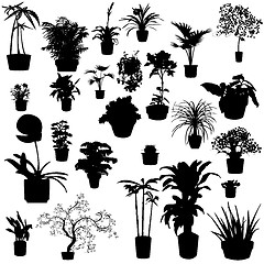 Image showing Potted plants