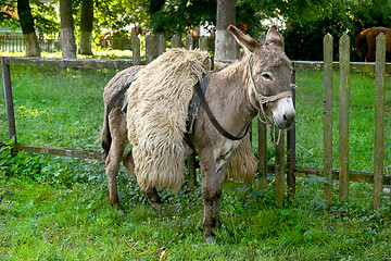 Image showing Donkey