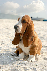 Image showing basset hound