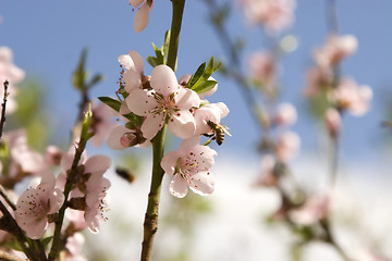 Image showing Cherry flowers