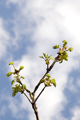 Image showing chestnut in spring