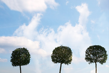 Image showing bush trees