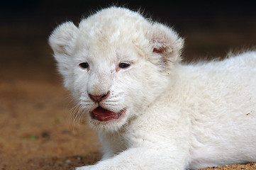 Image showing White lion