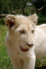 Image showing White lion