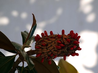 Image showing Rubber tree bloom (Latin: ficus elastica)