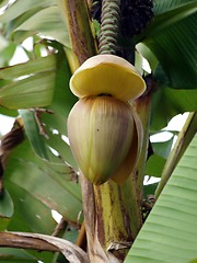 Image showing Banana tree bloom