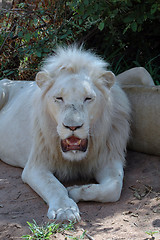 Image showing White lion