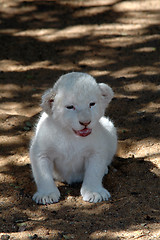 Image showing White lion
