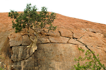 Image showing Mountain fig