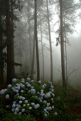 Image showing Flowers in the forest