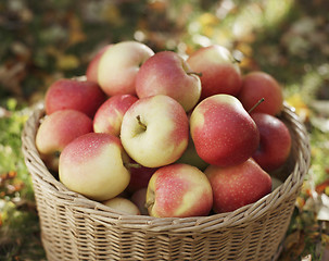 Image showing Apple harvest