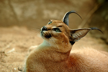 Image showing Caracal