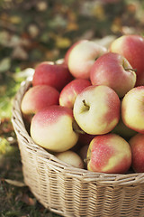 Image showing Apple Harvest