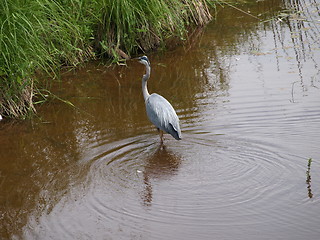 Image showing A blue heron.