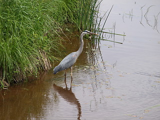 Image showing A blue heron.