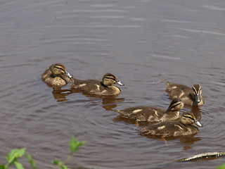 Image showing Mother duck and ducklings.