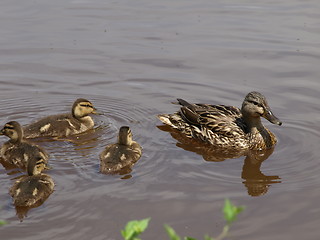 Image showing Mother duck and ducklings.