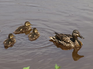 Image showing Mother duck and ducklings.