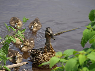 Image showing Mother duck and ducklings.