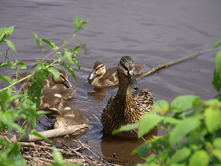 Image showing Mother duck and ducklings.