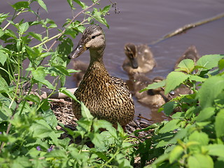 Image showing Mother duck and ducklings.