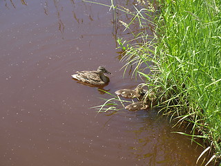 Image showing Mother duck and ducklings.