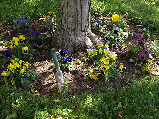 Image showing In the flower garden.