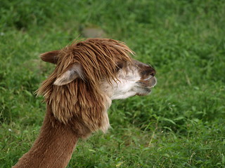 Image showing Alpaca.