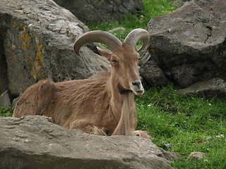 Image showing Mountain goat time.