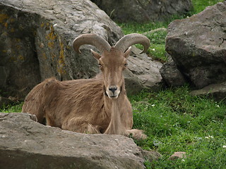 Image showing Mountain goat time.
