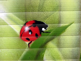 Image showing Ladybird